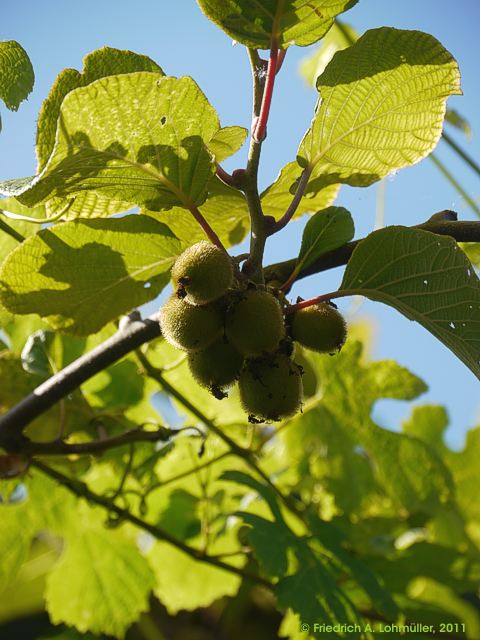 Actinidia chinensis