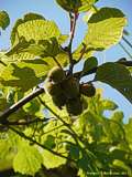 Actinidia chinensis