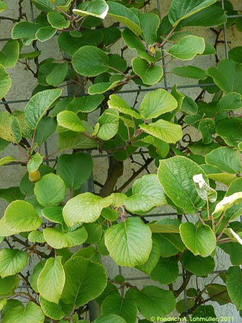 Actinidia chinensis