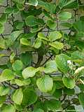 Actinidia chinensis