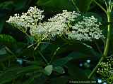 Sambucus nigra