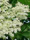 Sambucus nigra