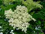 Sambucus nigra