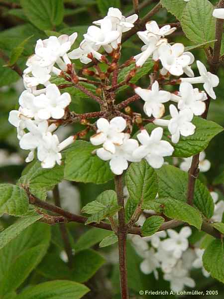 Viburnum bitchiuense
