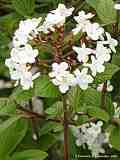 Viburnum bitchiuense