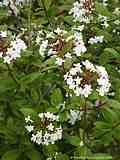 Viburnum bitchiuense