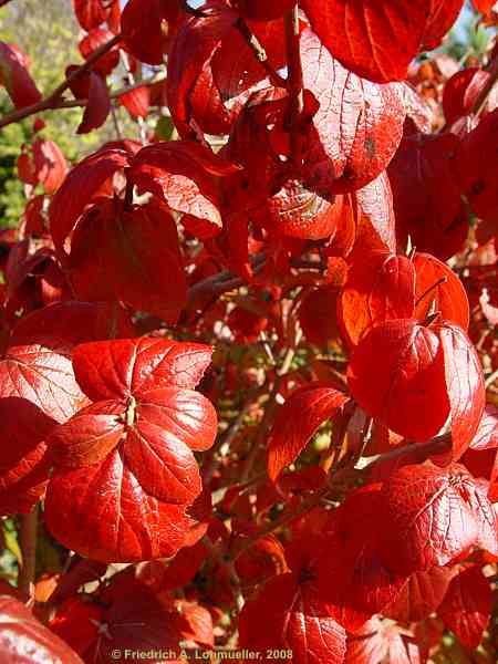 Viburnum bitchiuense