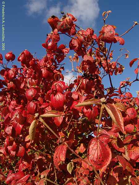 Viburnum bitchiuense