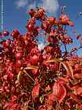 Viburnum bitchiuense