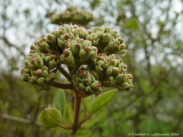 Viburnum carlesii