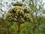 Viburnum carlesii