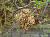 Viburnum carlesii