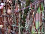 Viburnum farreri