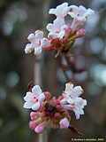 Viburnum farreri