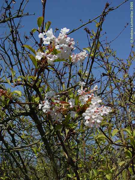 Viburnum farreri