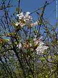 Viburnum farreri