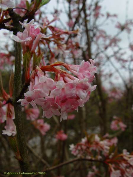 Viburnum x bodnantense