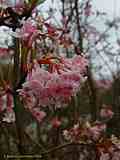 Viburnum x bodnantense