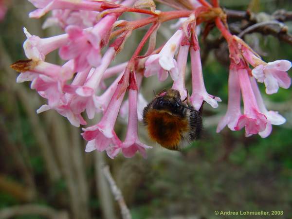 Viburnum x bodnantense
