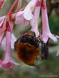 Viburnum x bodnantense