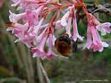 Viburnum x bodnantense