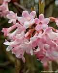 Viburnum x bodnantense