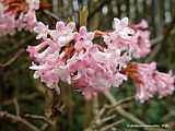 Viburnum x bodnantense