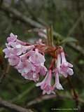 Viburnum x bodnantense