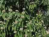 Viburnum rhytidophyllum