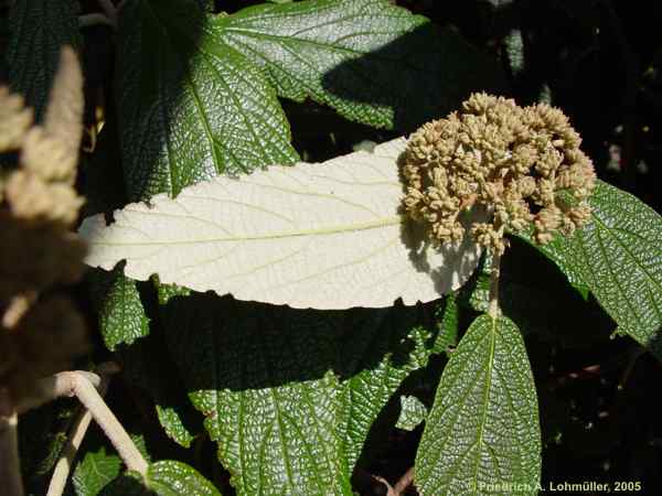 Viburnum rhytidophyllum