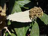 Viburnum rhytidophyllum