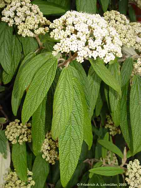 Viburnum rhytidophyllum