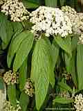 Viburnum rhytidophyllum