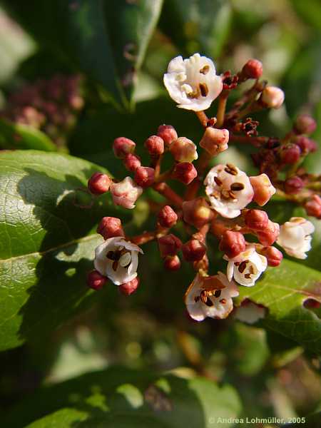 Viburnum tinus