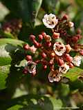 Viburnum tinus