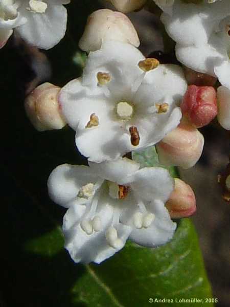 Viburnum tinus