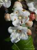 Viburnum tinus