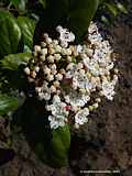 Viburnum tinus