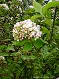 Viburnum x carlcephalum