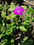 Aptenia cordifolia