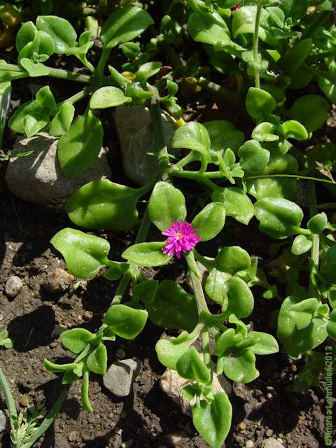 Aptenia cordifolia