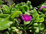 Aptenia cordifolia