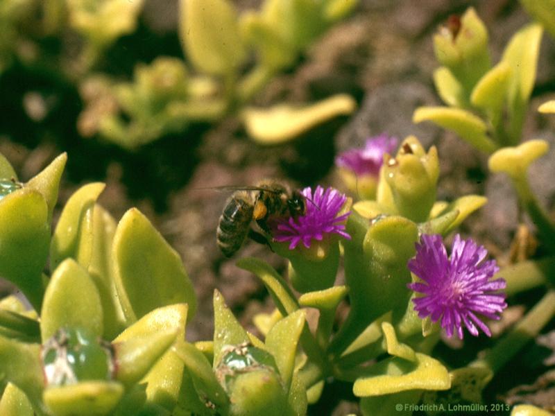 Aptenia cordifolia