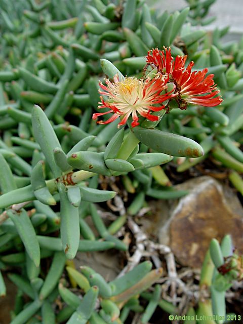 Astridia longifolia