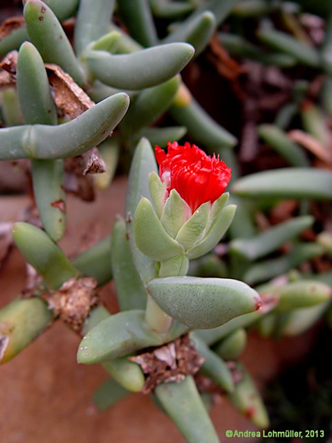 Astridia longifolia