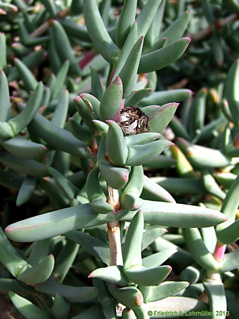 Astridia longifolia