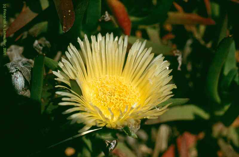 Carpobrotus edulis