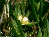 Carpobrotus edulis