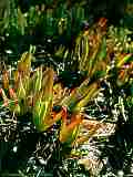 Carpobrotus edulis