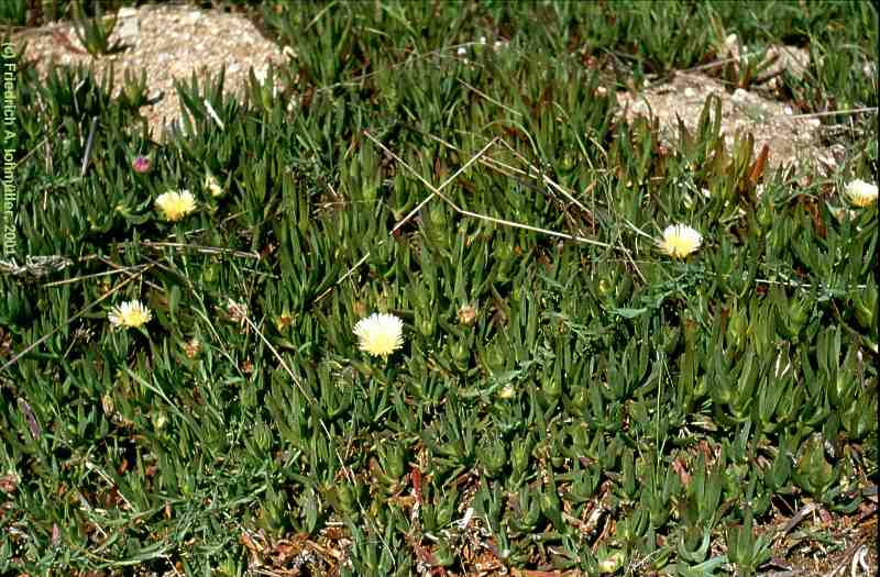 Carpobrotus species